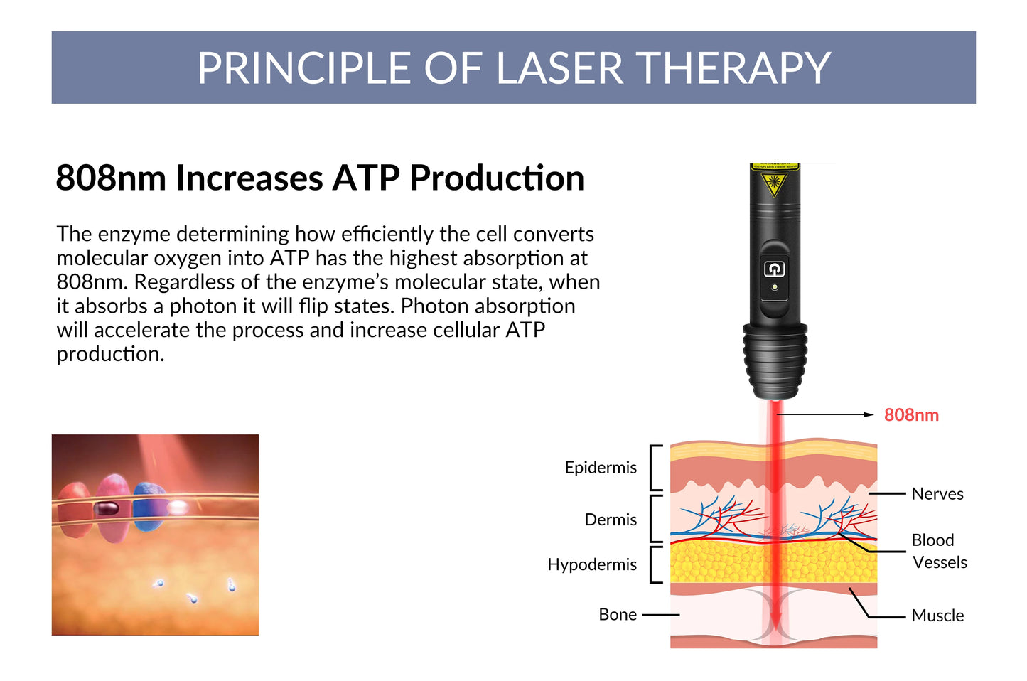 Rechargeable Cold Laser Therapy Device for Dogs. Muscle/Joint Pain Massage and Relaxation